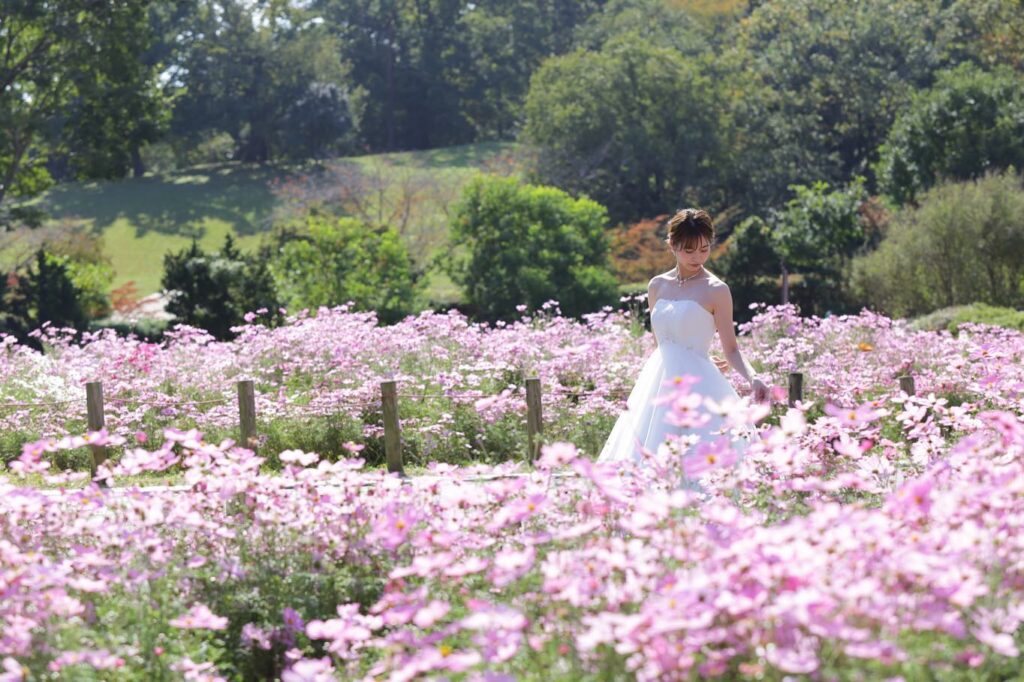 コスモス畑に佇むウエディングドレスの花嫁